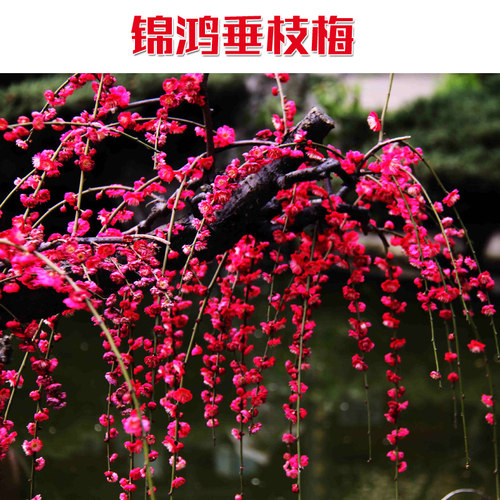 锦红垂枝红梅骨里红鲜红色朱砂梅