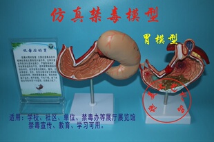 仿真禁毒模型工具 宣传教育禁毒模型 教育基地学校社区禁毒模型