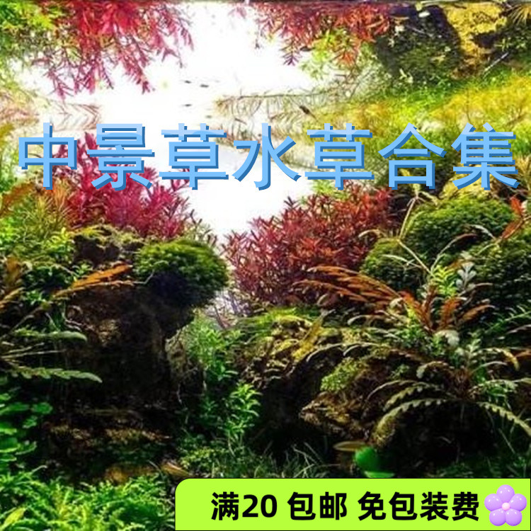 中景草箦藻小水兰雨裂水蓑衣青椒