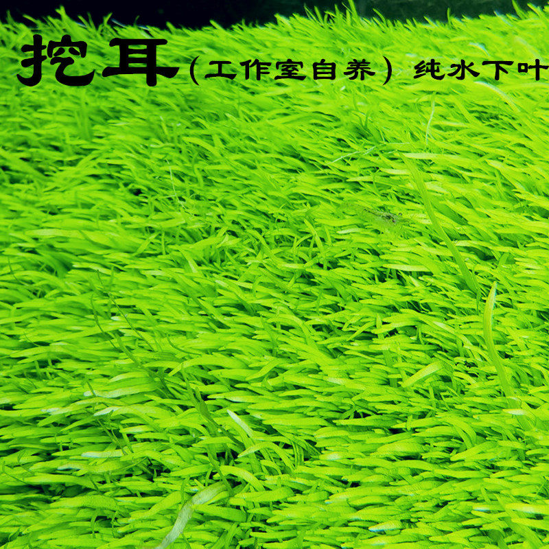 水草前景草挖耳草草坪 纯正水下叶