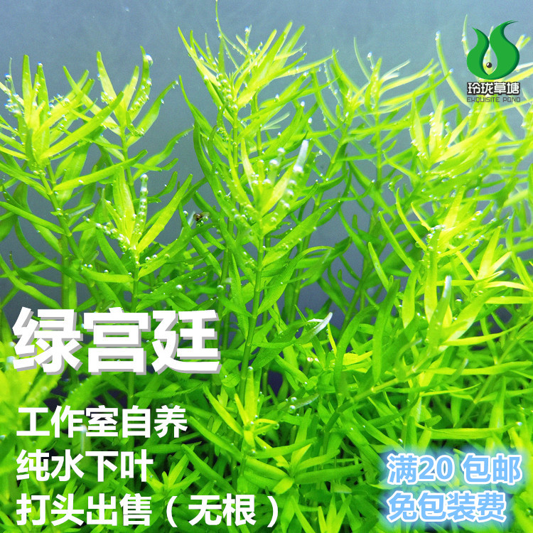 水草绿宫廷纯水下叶速生草淡水