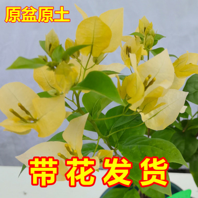 苏瓦娜三角梅盆栽带花黄色花卉