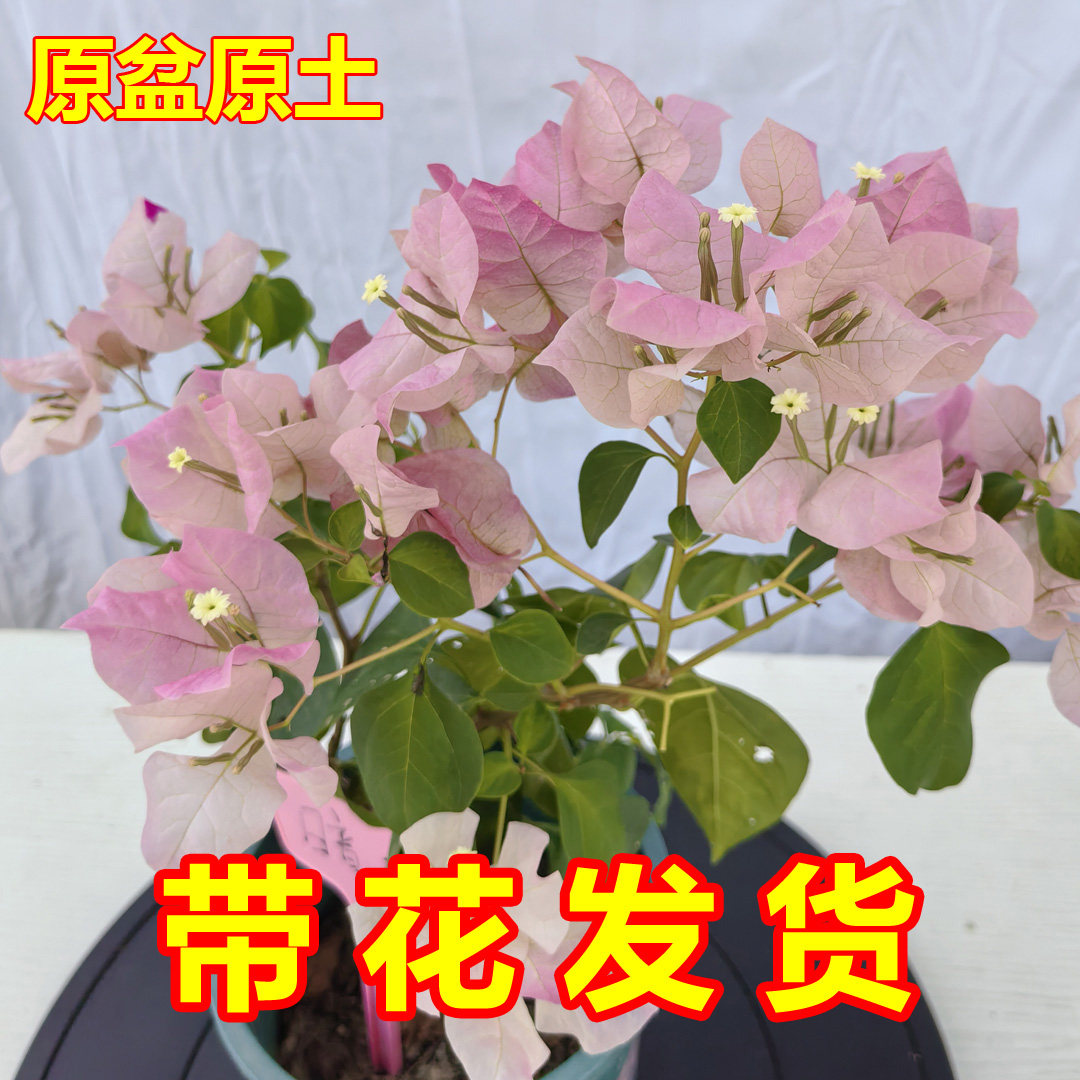 暗斑丽人三角梅盆栽带花发货花卉