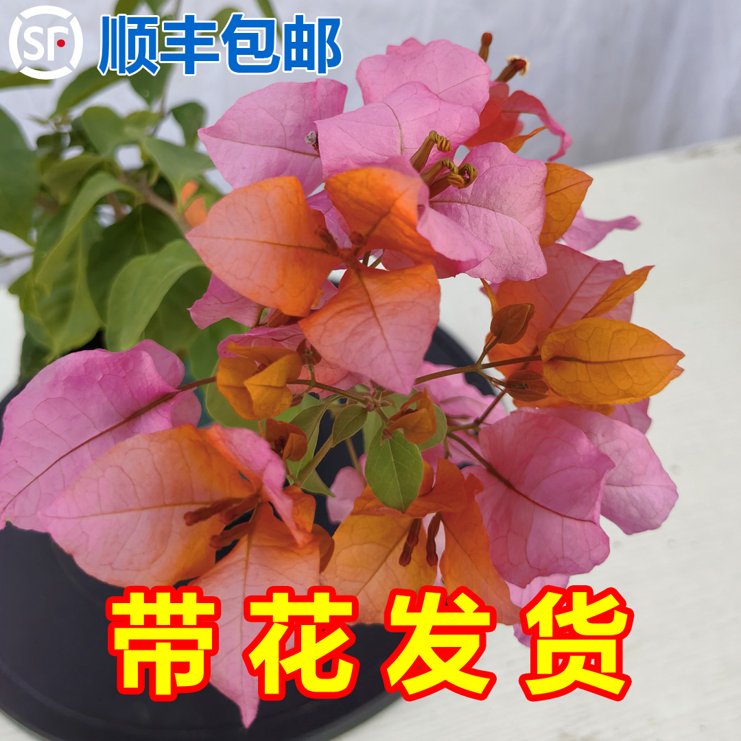 变色龙三角梅盆栽带花勤花好养