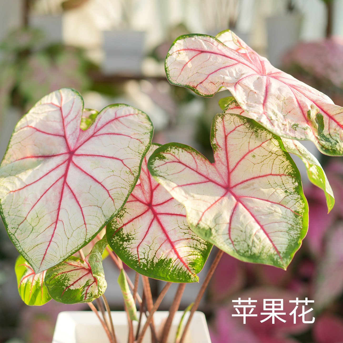 花信彩叶芋种球苹果花婚纱安妮红桃A海王炸街必抢尖货艳压群芳图片