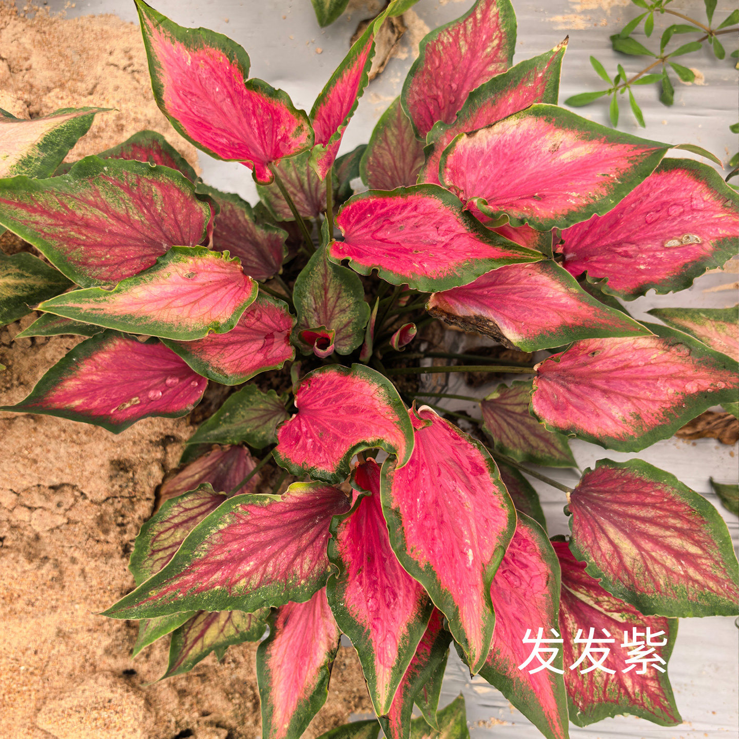 花信彩叶芋种球发发紫安妮红桃A海王婚纱炸街必抢尖货艳压群芳图片