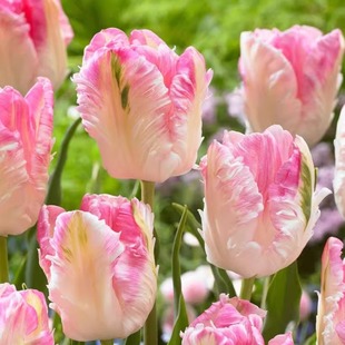 郁金香种球进口包对版 花信种球耐寒自然球5度球阳台花园庭院耐寒