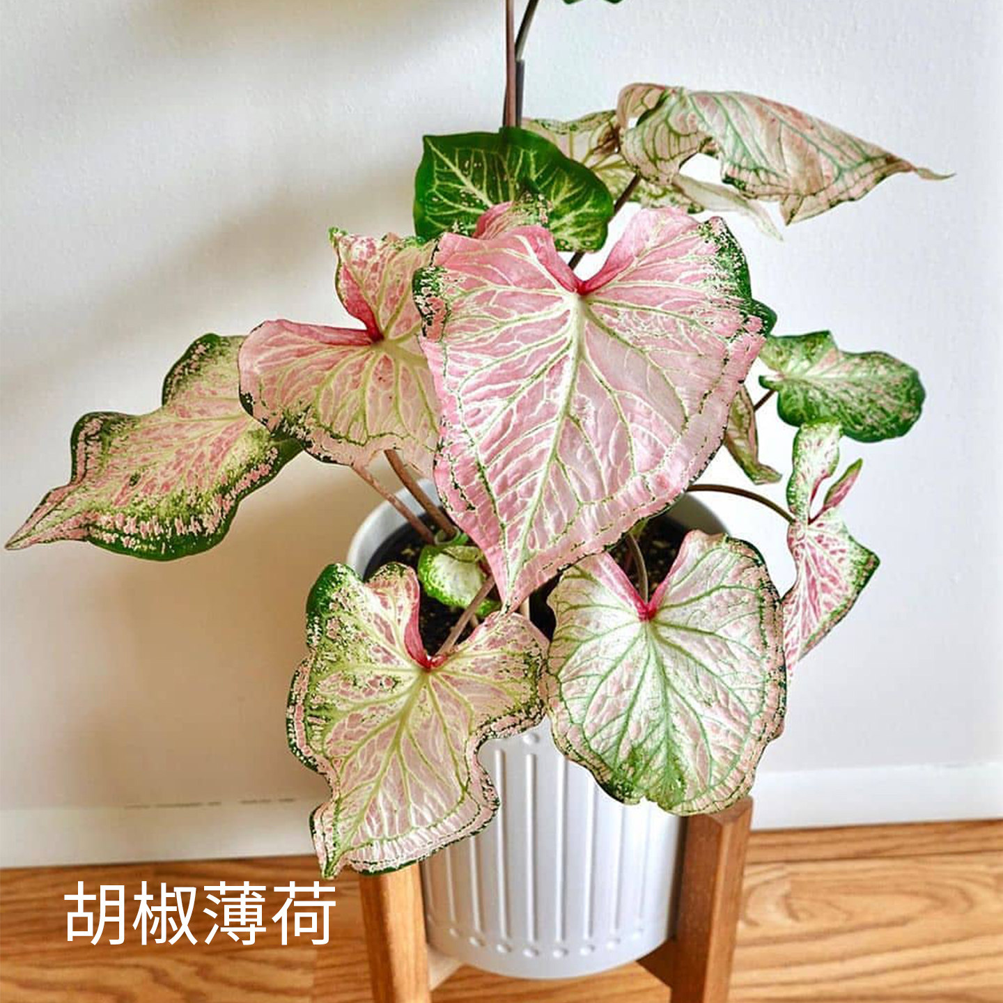 花信彩叶芋种球胡椒薄荷安妮红桃A海王婚纱炸街必抢尖货艳压群芳图片