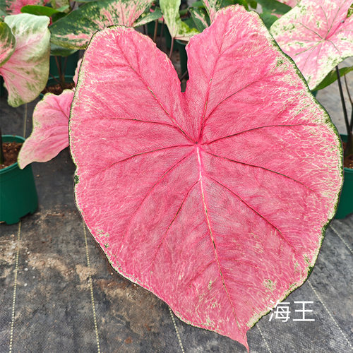 花信彩叶芋种球海王莫妮卡红桃A炸街必抢尖货艳压群芳