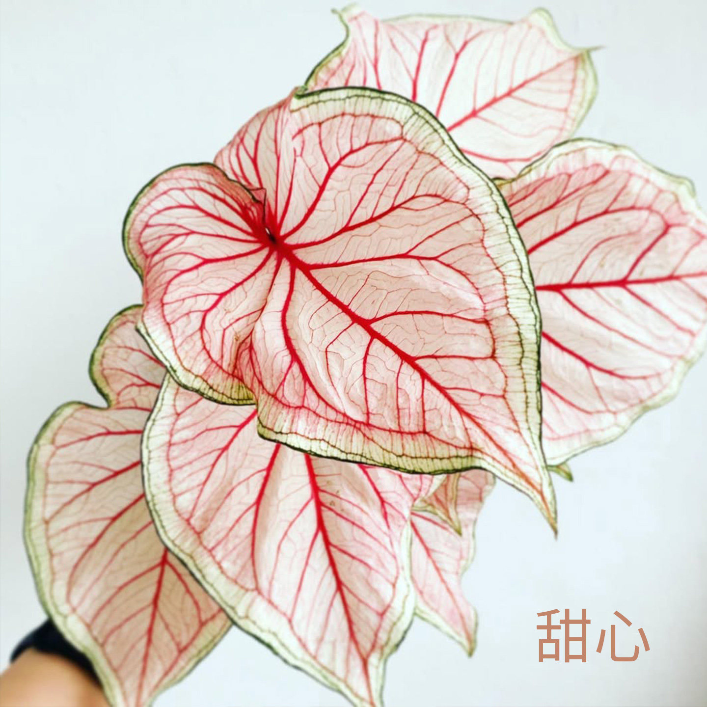 花信彩叶芋种球甜心婚纱安妮红桃A海王炸街必抢尖货艳压群芳图片