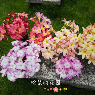 风雨兰种球包对版耐热耐旱室内外阳台庭院葱兰花植物花卉新手易种