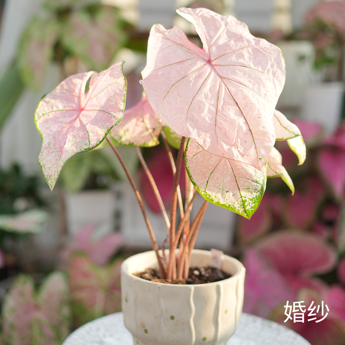 花信彩叶芋种球婚纱胡椒薄荷安妮红桃A海王炸街必抢尖货艳压群芳图片