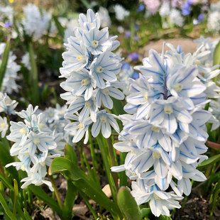 条纹海葱蓝条海葱种球花信耐寒球根花卉多年生植物庭院花园阳台