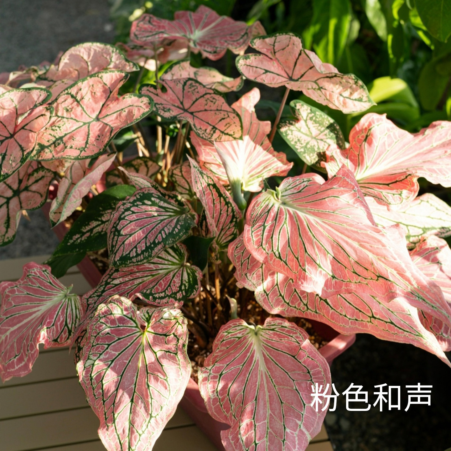 花信彩叶芋种球粉色和声安妮红桃A海王婚纱炸街必抢尖货艳压群芳图片