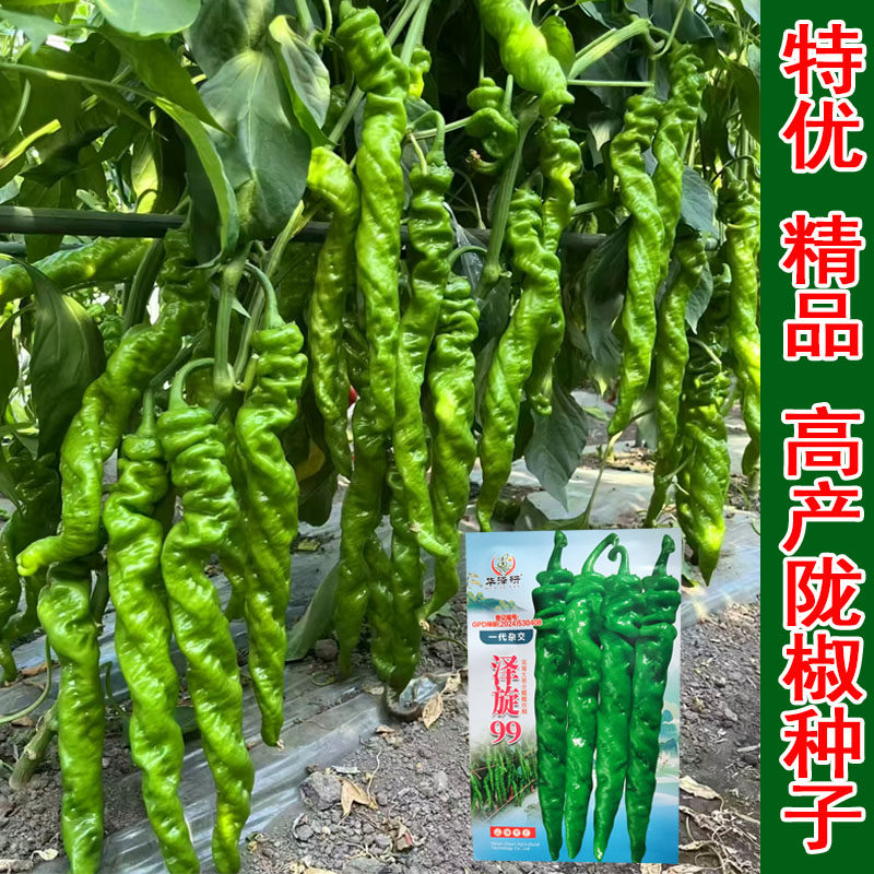 泽旋99全螺麻面螺丝椒种子特大薄皮肉厚长顺直陇椒螺丝辣椒种子籽