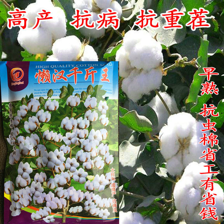 新疆棉花种子高产懒汉千斤王大田种植抗虫抗病高抗重茬懒汉棉花籽