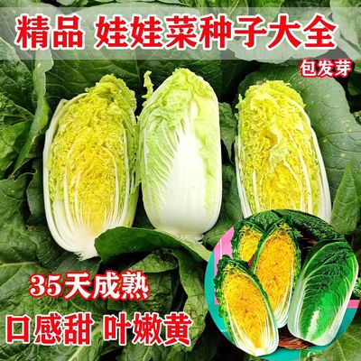 娃娃菜种子四季甜脆黄心早熟