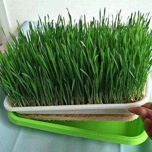 猫草种子小麦草种子水培大麦青汁种籽小麦草盆栽四季种植育苗盘