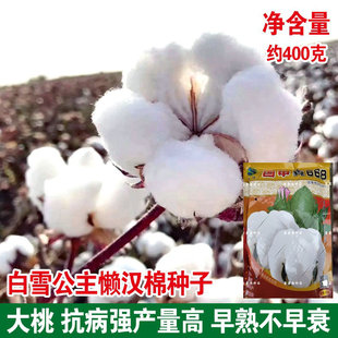 新疆棉花种子大田抗病抗虫高产抗重茬懒汉千斤王棉花种籽大桃棉种