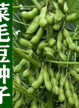 毛豆种子春夏香甜糯辽鲜一号黄豆