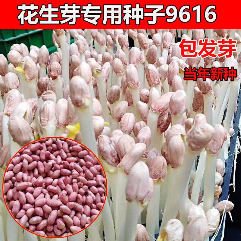 花生芽种子山东大花生米花育9616水培专用带壳生新农家自种可食用