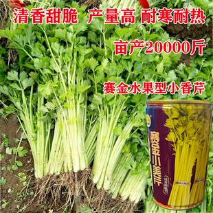 小香芹种子蔬菜种籽四季耐热速生赛金小美芹阳台盆栽芹菜大田种植