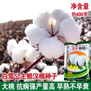 国审668 抗病抗虫棉 抗重茬懒汉棉花种子种籽大田种植高产农用春季