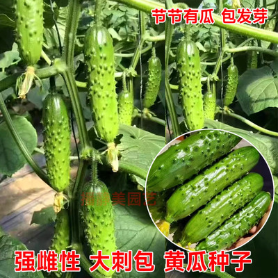 绥中大刺四季清香脆甜黄瓜种高产