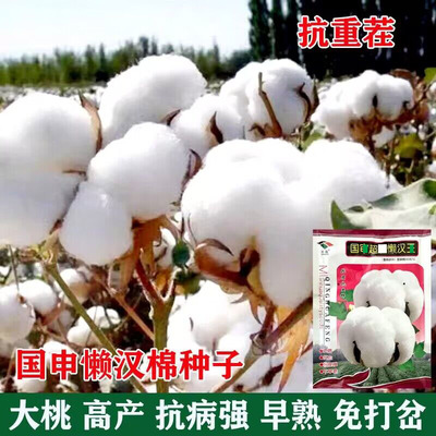 新疆棉花种子高产棉花籽抗病抗重茬懒汉棉