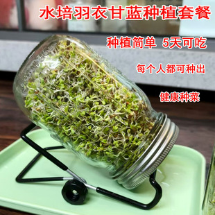 优质羽衣甘蓝芽苗种子水培无土栽培四季室内芽苗菜 Kale蔬菜种子