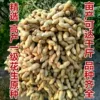 Товары от 已认证金牌诚信籽种站