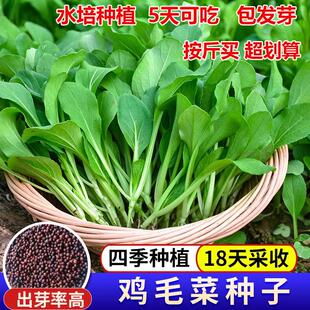 鸡毛菜种籽四季种植小白菜青菜油菜上海青20天速成盆栽蔬菜籽易活