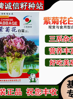 紫菊花白菜种子球叶黄色上部带有紫花色可生食基地用籽紫色白菜籽