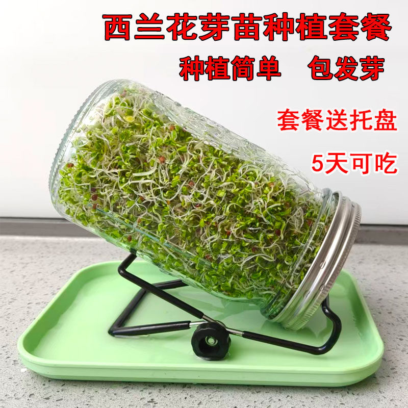 西兰花芽苗种子青花椰菜芽苗梅森瓶种植套装水培紫甘蓝西蓝花种孑,鲜花速递/花卉仿真/绿植园艺,家庭园艺种子,淘宝优惠券,粉丝福利购,淘宝优惠卷