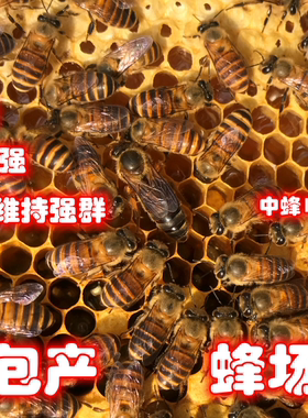 中华蜂王高产天柱双色阿坝