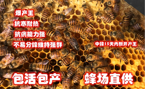 中华蜂王高产天柱双色阿坝