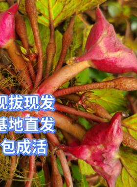 菱角苗红菱角种子水生植物