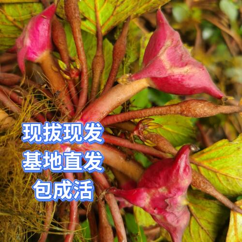 菱角苗红菱角种子水生植物