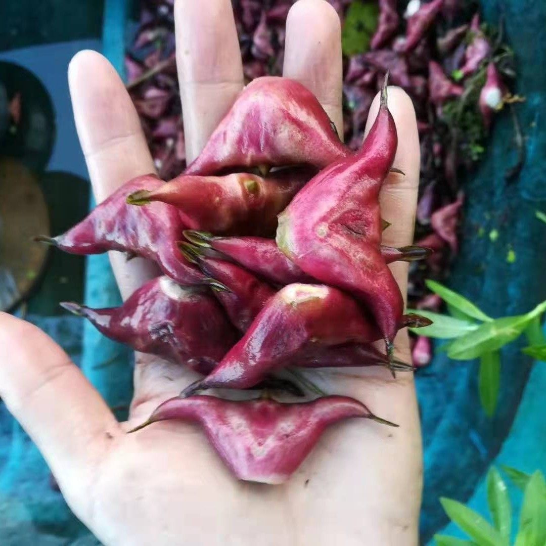 红菱角 野生菱角 两角红菱 河南菱角 菱角水果