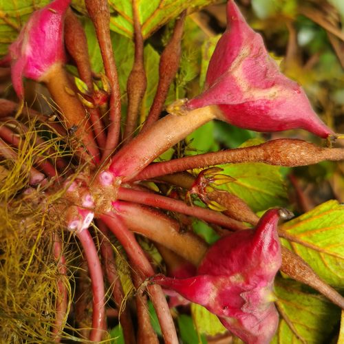 四角红菱角种苗老菱角种子黑两角凌角种野生棱角种子水塘植物水面