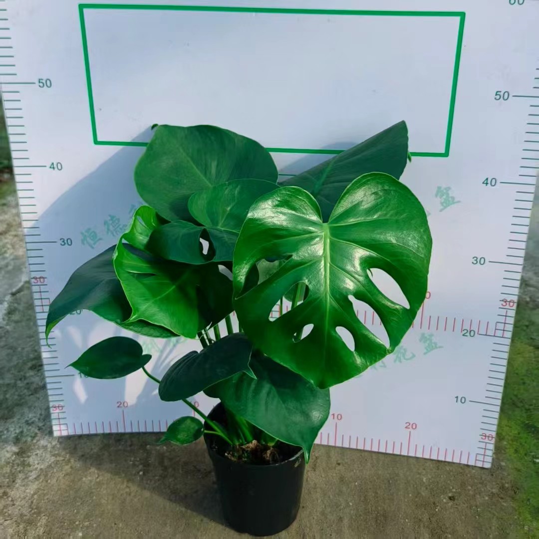 龟背竹盆栽室内阳台绿植净化空气植物办公室小植物除甲醛龟背叶图片