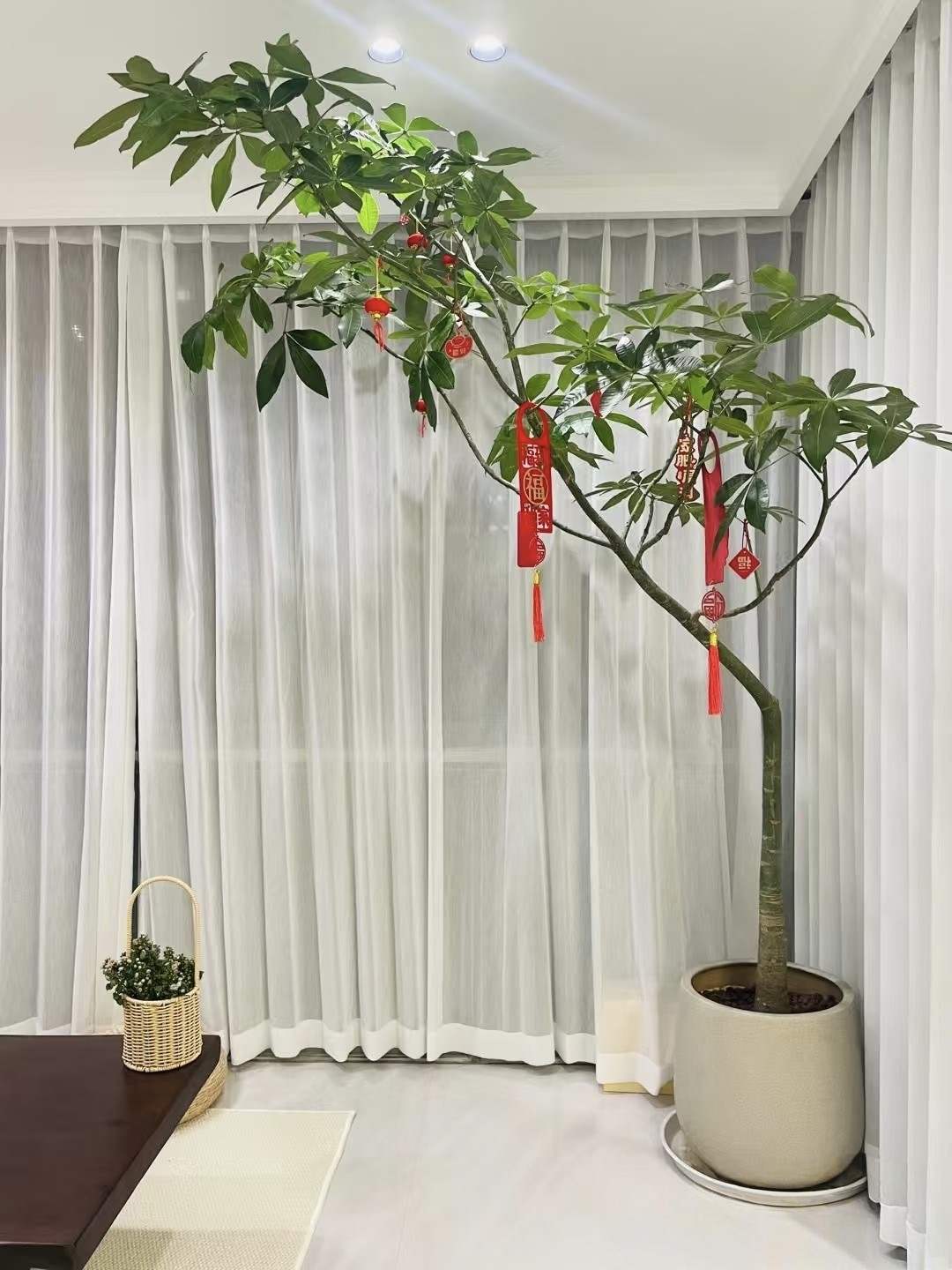 重庆同城 原生发财树盆栽老桩造型室内客厅大型绿植乔迁新居优选