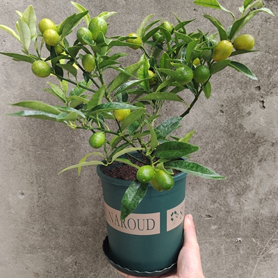 带果脆皮金桔盆栽在家随时吃