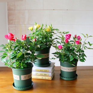 月季花微型玫瑰带花苞果汁阳台绿植庭院花卉盆栽四季开花好养活