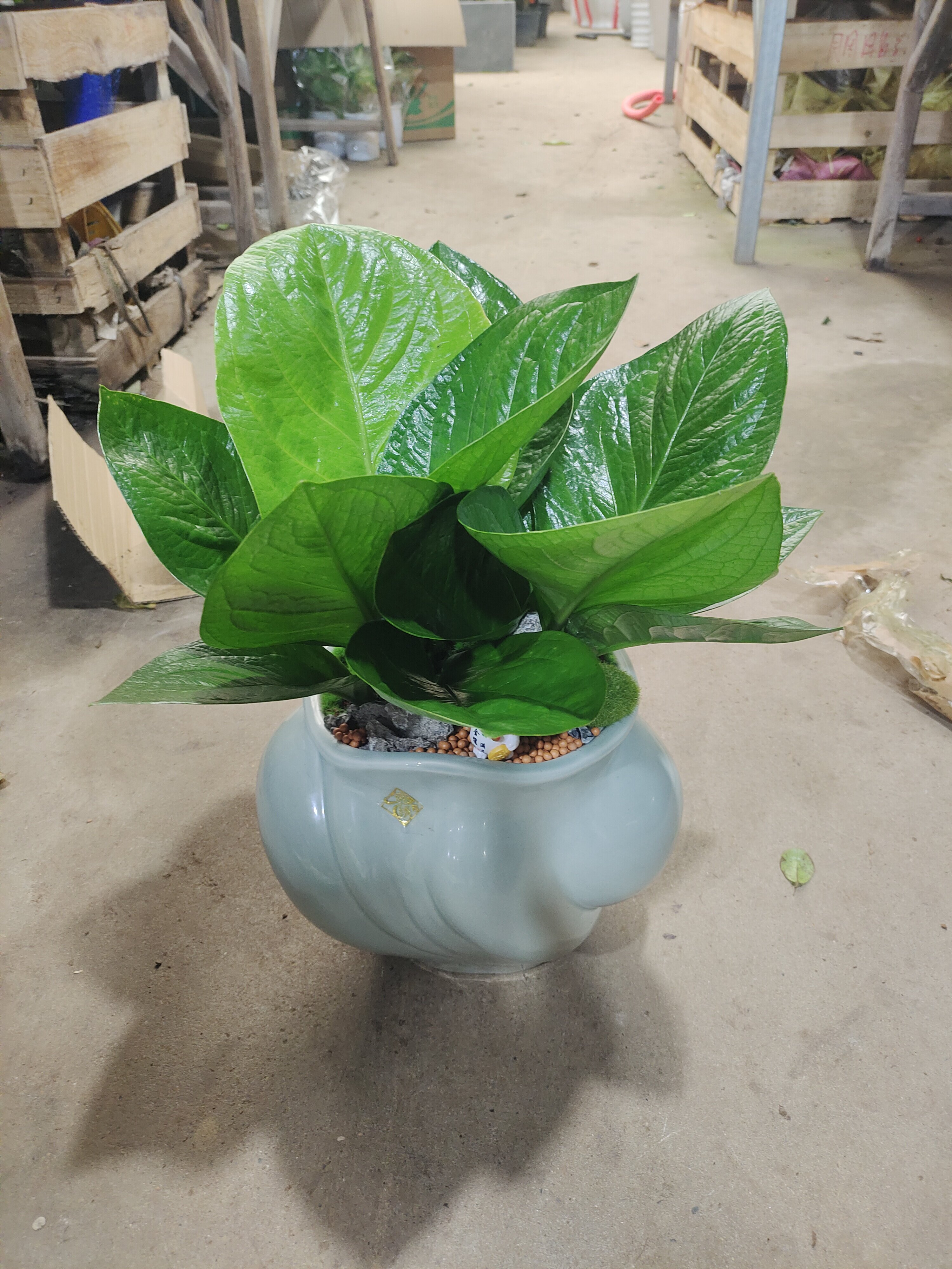 【重庆同城送货上门】聚宝盆盆景开业搬家送礼绿植盆栽