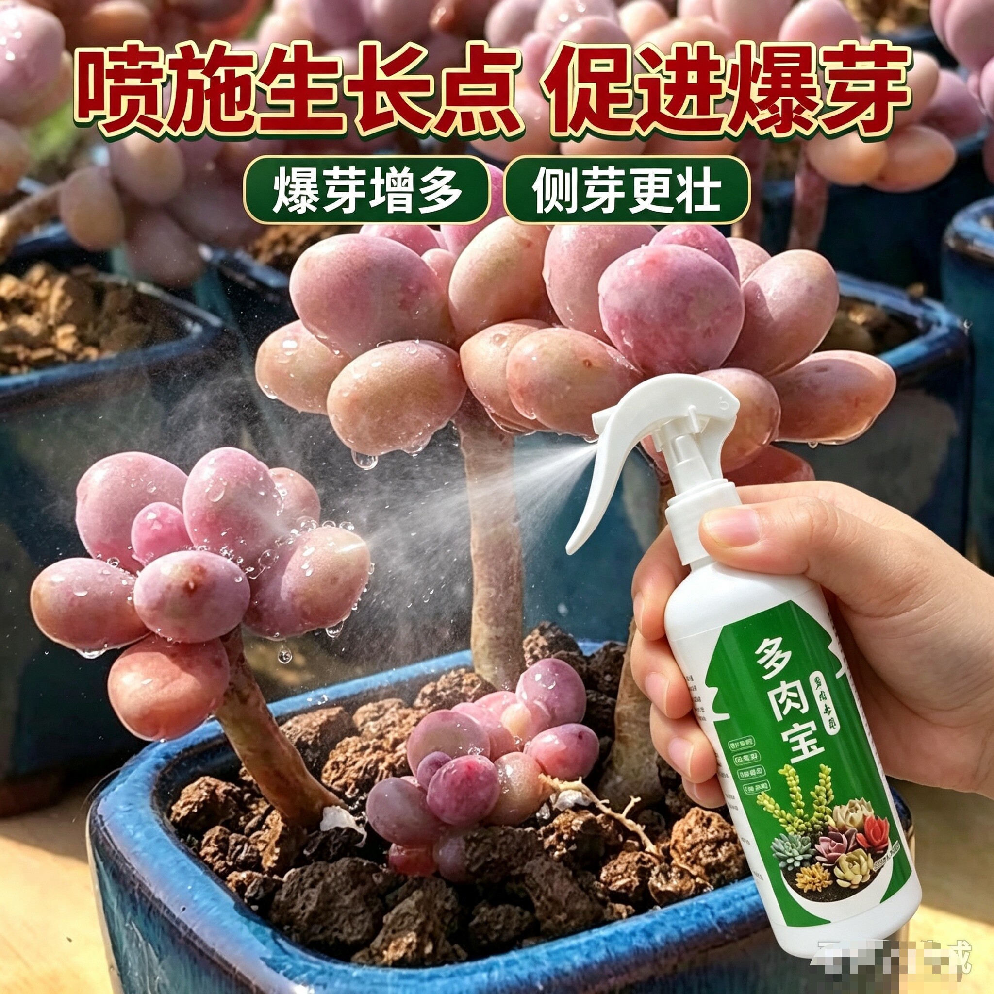 多肉爆芽增色专款专用