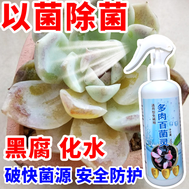 多肉掉叶子黑斑病黑腐化水白粉病