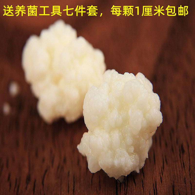 天山雪莲菌种藏灵菇菌种自制酸奶菌种开菲尔菌 kefil自制酸奶包邮