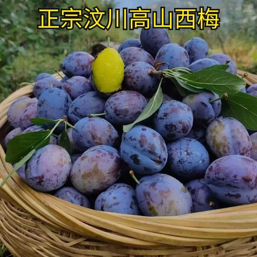 汶川李子西梅四川脱骨纯甜新鲜