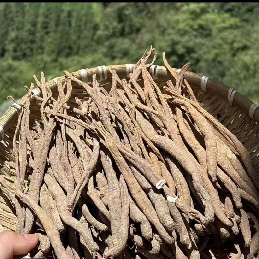 四川阿坝甜当归高原藏区小金县土当归干货煲汤高山品质包邮
